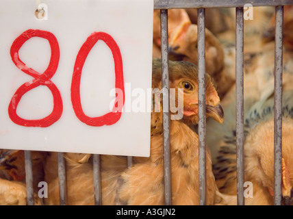 Hühner auf einem nassen Markt in Hong Kong. Verkauf von Lebendgeflügel wird 2009 verboten werden. Stockfoto