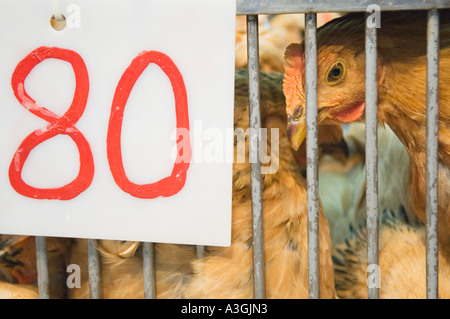 Hühner auf einem nassen Markt in Hong Kong. Verkauf von Lebendgeflügel wird 2009 verboten werden. Stockfoto