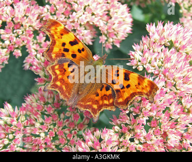 Komma Schmetterling, (Nymphalis C-Album oder Polygonia C-Album) auf rosa Sedum-Pflanze Stockfoto