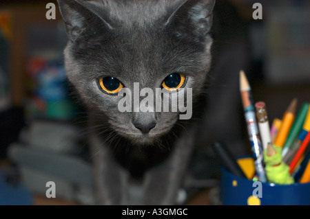 Eine graue Katze sitzt auf einem Tisch Stockfoto