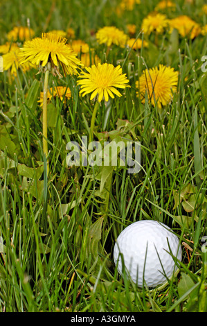 Ein Golfball, umgeben von Löwenzahn Stockfoto