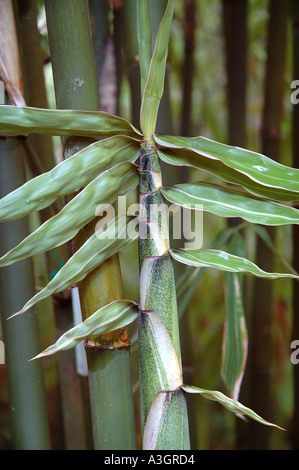 Gigantochloa Luteostriata Formen bunt weiß grün junge schießen gestreifte Blätter Stockfoto