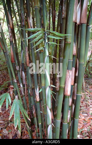Gigantochloa Luteostriata Formen bunt weiß grün junge schießen gestreifte Blätter Stockfoto