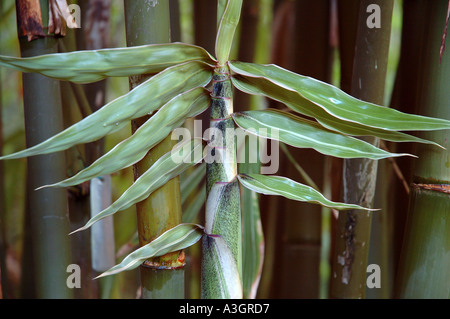 Gigantochloa Luteostriata Formen bunt weiß grün junge schießen gestreifte Blätter Stockfoto
