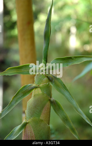 Schizostachyum Glaucifolium Lima New Guinea Green Elfenbein gestreift Bambu Toi Buluh Toi Anos jungen Trieb Stockfoto