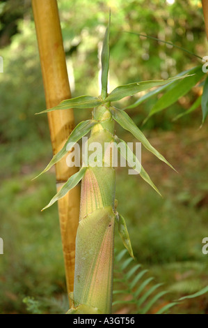 Schizostachyum Glaucifolium Lima New Guinea Green Elfenbein gestreift Bambu Toi Buluh Toi Anos jungen Trieb Stockfoto