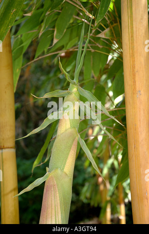 Schizostachyum Glaucifolium Lima New Guinea Green Elfenbein gestreift Bambu Toi Buluh Toi Anos jungen Trieb Stockfoto