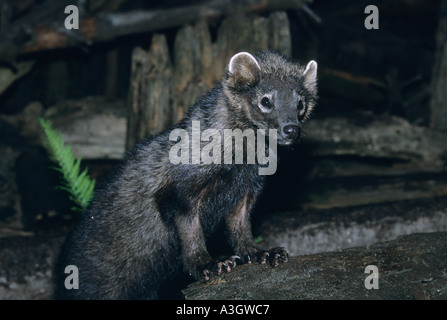 FISHER (Martes Pennanti) ursprünglich aus uralten Wäldern gefangen Stockfoto
