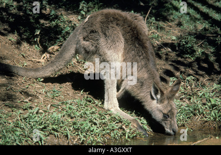 Graues Känguru-Queensland-Australien Stockfoto