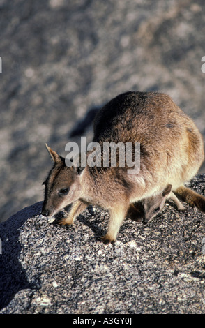 Bürste Tailed Rock Wallaby Petrogale Penicillata-Queensland-Australien Stockfoto