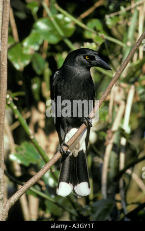 Trauerschnäpper Currawong Strepera Graculina Queensland Australien Stockfoto