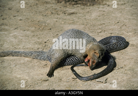 Mungo Angriff auf ein Cobra-Indien Stockfoto