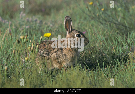 Östlichen Cottontail Kaninchen Sylvilagus Floridanus Nordamerika Stockfoto