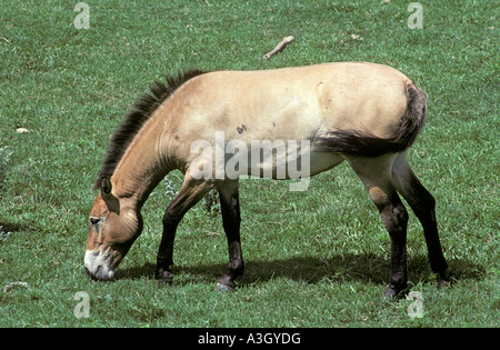 Mongolisches Wildpferd aka s Przewalski Pferd oder Takhi Equus Ferus Przewalskii China Stockfoto
