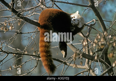 Weniger oder Roter Panda Ailurus Fulgens Süd-China Stockfoto
