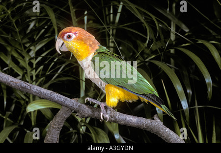 White-Bellied Caique Pionites Leucogaster Nord-Brasilien Stockfoto