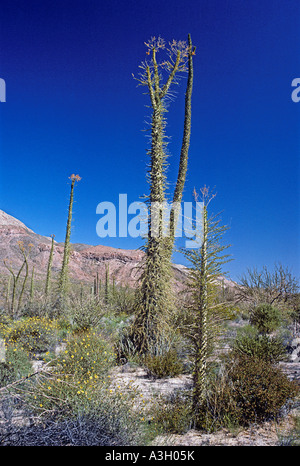 Boojum Bäume aka Cirio Fouquieria Columnaris Syn Idria Columnaris Bahia de Los Angeles Baja California Mexiko Stockfoto