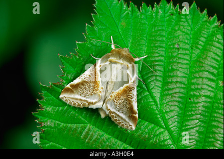 Buff Bögen Habrosyne Pyritoides auf Blatt Potton bedfordshire Stockfoto