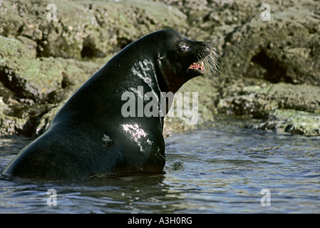Kalifornische Seelöwe Stier Zalophus Californianus Raza Insel Baja California Mexiko Stockfoto