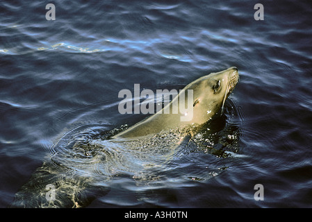 Kalifornien Sea Lion Zalophus Californianus Meer von Cortez Baja California Mexiko Stockfoto
