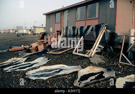 Trocknung der Abdichtung Felle Inuit Dorf Grise Fjord Ellesmere Island in den Northwest Territories Kanada Stockfoto