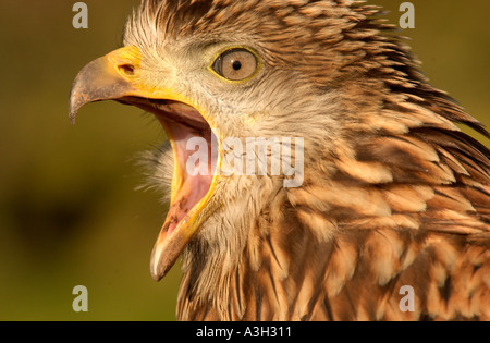 Nahaufnahme des Kopfes des Roten Drachen Milvus Milvus Bird of Prey Portrait. Legende schreiend, um sich an der Gigrin Farm Futterstation zu paaren Stockfoto