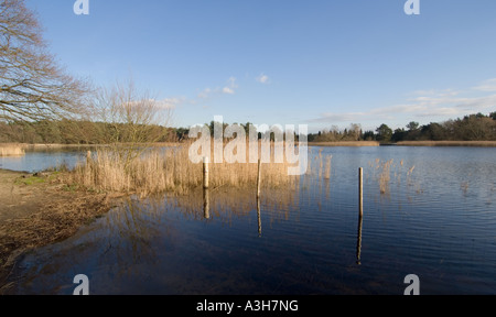 Frensham kleinen Teich - Surrey - UK Stockfoto