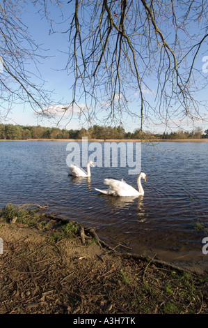 Frensham kleinen Teich - Surrey - UK Stockfoto