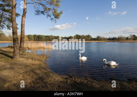 Frensham kleinen Teich - Surrey - UK Stockfoto