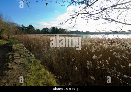 Frensham kleinen Teich - Surrey - UK Stockfoto