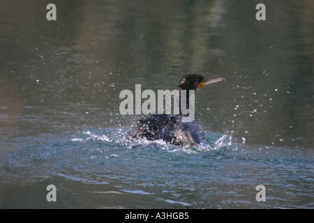 Angeln Kormoran im Fluss Aare Schweiz Bild 9 von 26 Stockfoto