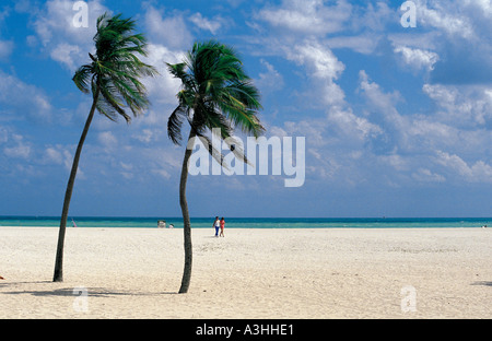 Palmen am Strand in der Nähe von Miami Beach Bundesstaat Florida usa Stockfoto