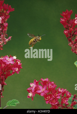 Gemeinsamen Wespe in Freeflight (Vespula Vulgaris) im Vereinigten Königreich Stockfoto