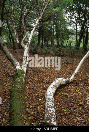 Silver Birch Bäume im Wald in Beccles im Vereinigten Königreich (Betula Pendel) gefallen (Mittelformat) Stockfoto