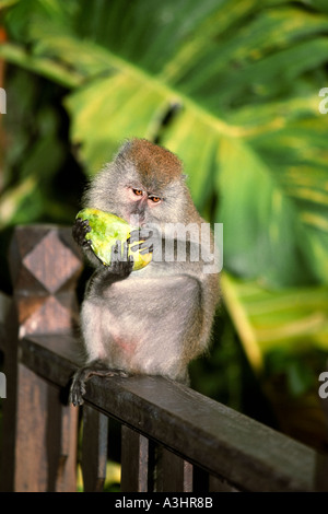 Affe frisst frischen Mango-Frucht. Insel Pangkor Laut, Malaysia. Stockfoto