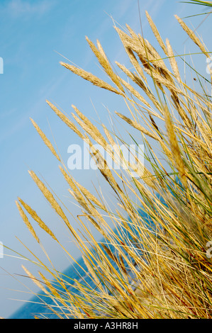 Abgewinkelter Schuss aus den grasbewachsenen Sanddünen am Strand von Amble Link mit der Nordsee in der Ferne, mit einem blauen Himmel Stockfoto