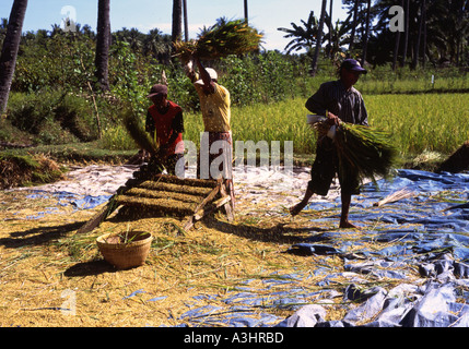 lokales Feld Workersflay Reis Stiele während Reisernte in der Nähe von Senggigi Lombok Indonesien ernten Stockfoto