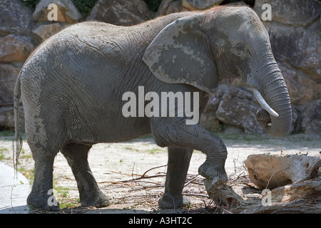Afrikanischen Busch Elefant (Loxodonta africana) im Tiergarten Zoo. Schloss Schönbrunn, Wien, Österreich. Stockfoto