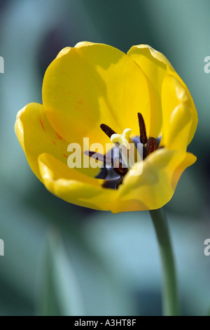 Porträt von eine gelbe Tulpe im Mai Stockfoto