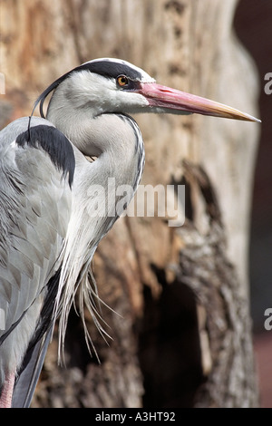 Graureiher im Moskauer Zoo. Russland. Stockfoto