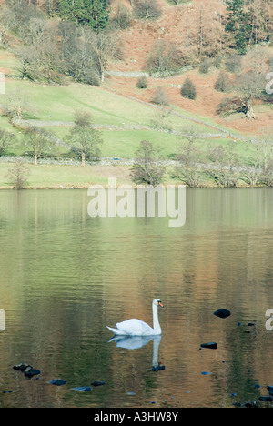 Einzelne Schwan auf Rydal Wasser Stockfoto