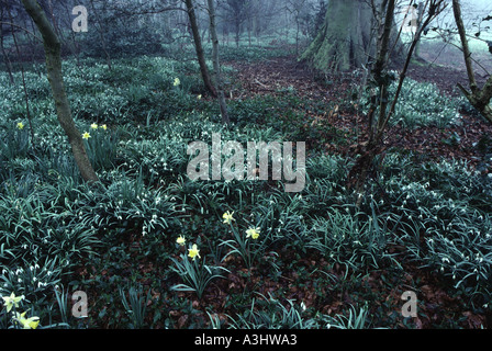 Narzissen und Schneeglöckchen auf Waldboden Wandlebury in der Nähe von Cambridge England Stockfoto