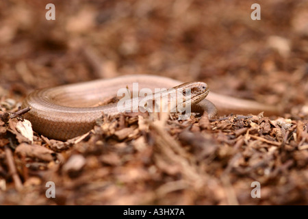 Langsame Wurm Anguidae geschiedenen fragilis Stockfoto