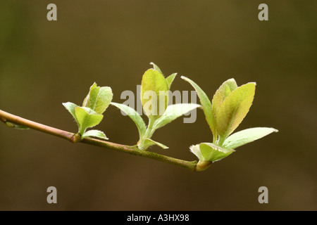 Esche Fraxinus excelsior Stockfoto