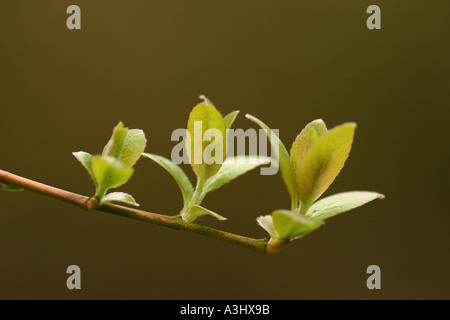 Esche Fraxinus excelsior Stockfoto