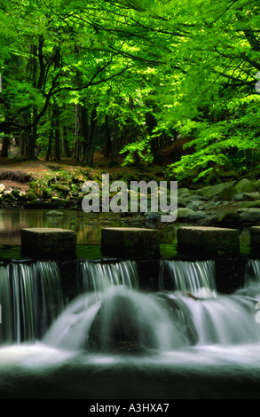 Trittsteine über rauschenden StreamTollymore Forest Park-Nordirland Stockfoto
