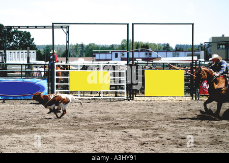 Rodeo Alberta Kanada Calf roping; tie down-Ereignis Stockfoto