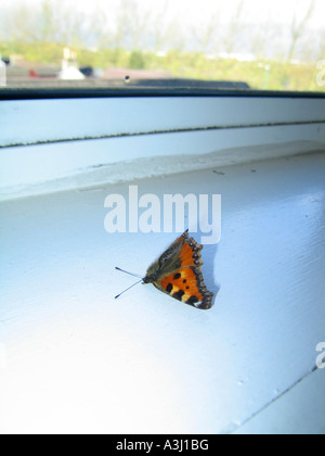 Toten Schmetterling auf Fensterbank liegend Stockfoto