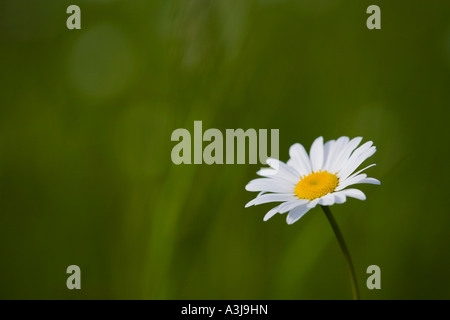Oxeye Daisy Stockfoto