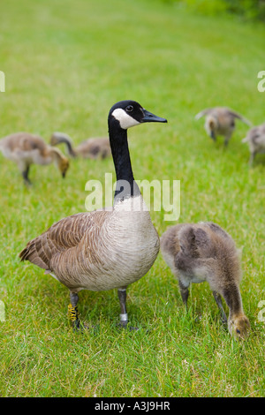 Kanadagänse Stockfoto